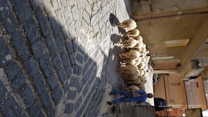 Hårføner og håndklær