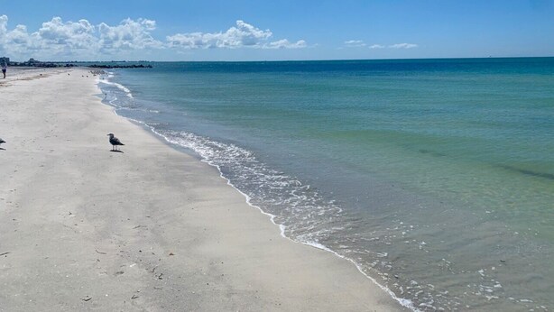 A beach with clear water, a sandy shore, and a few birds. - Sunset beach getaway (Treasure Island)