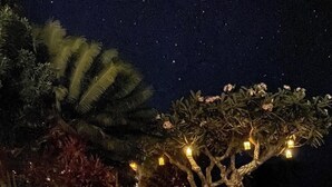 Sfeervol nachtbeeld met een grote boom verlicht door hangende lampjes, omringd door diverse planten en een verafgelegen gebouw met warme verlichting.
