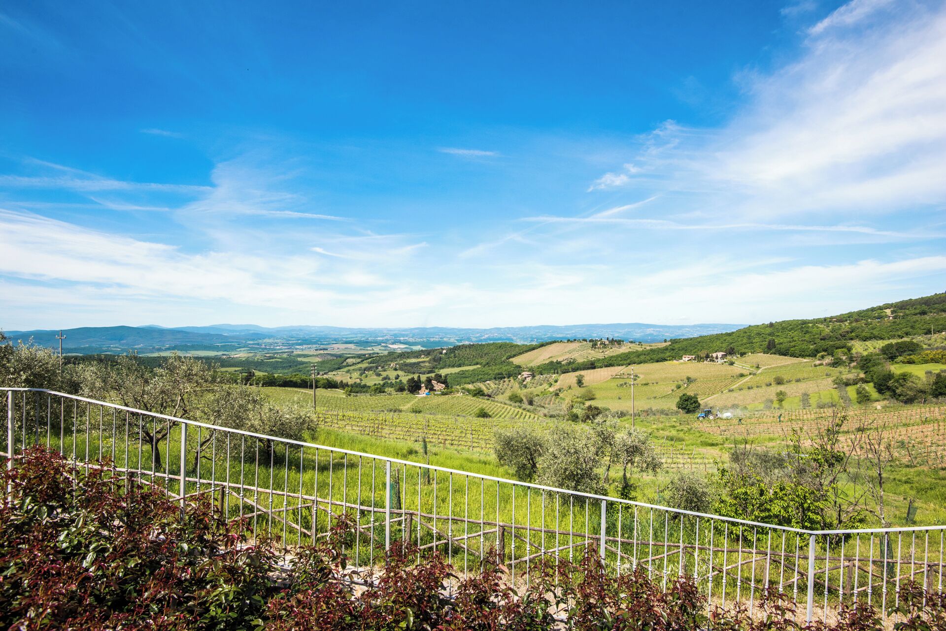 Paisaje de viñedo con colinas ondulantes y cielo azul despejado.