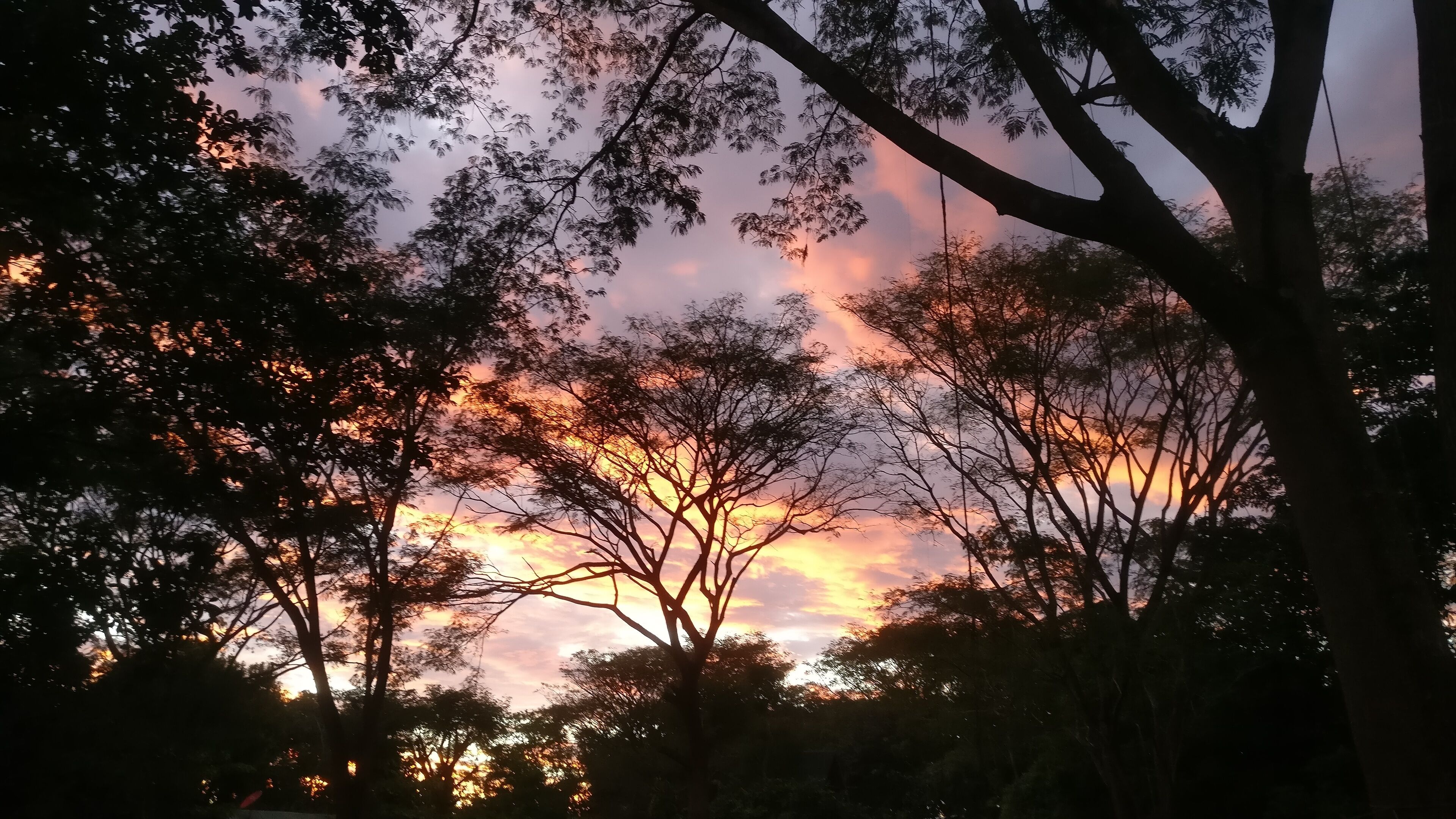 A sunset with trees silhouetted against a colorful sky.