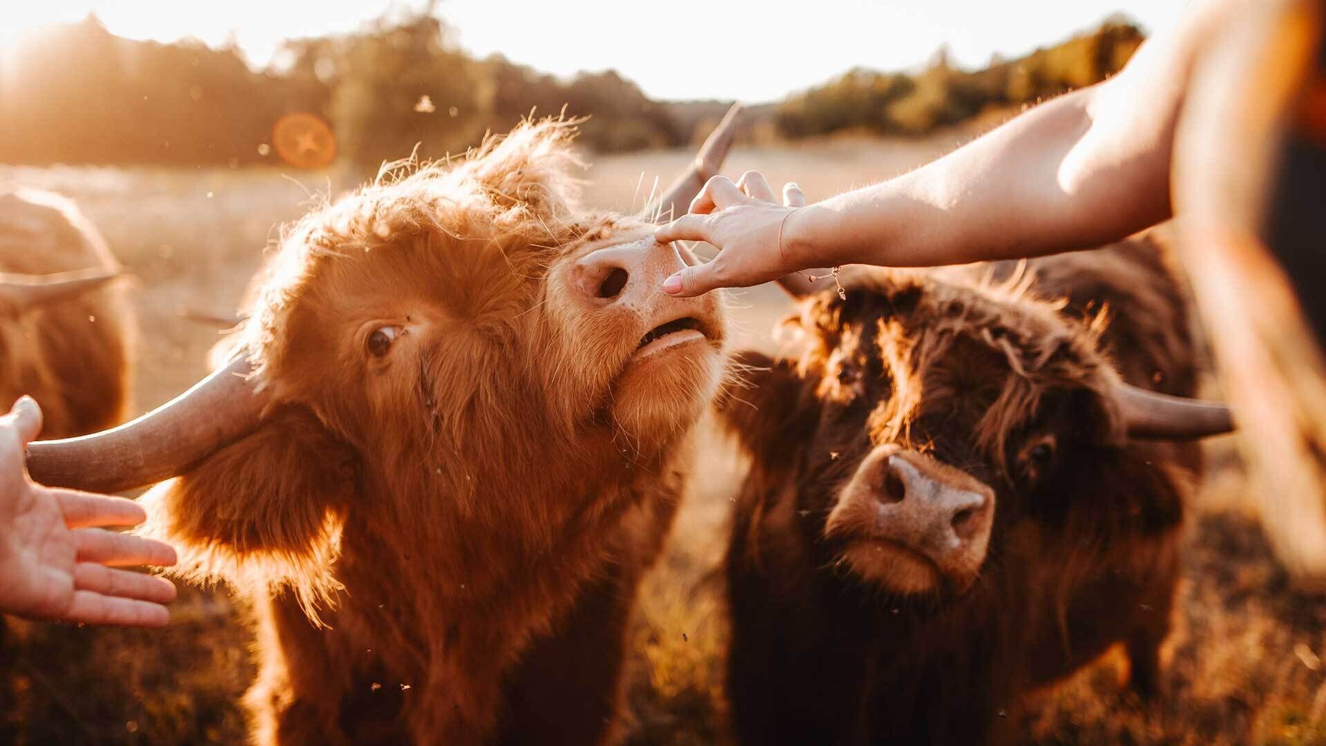 A close-up of a person interacting with a Highland cow in a field.