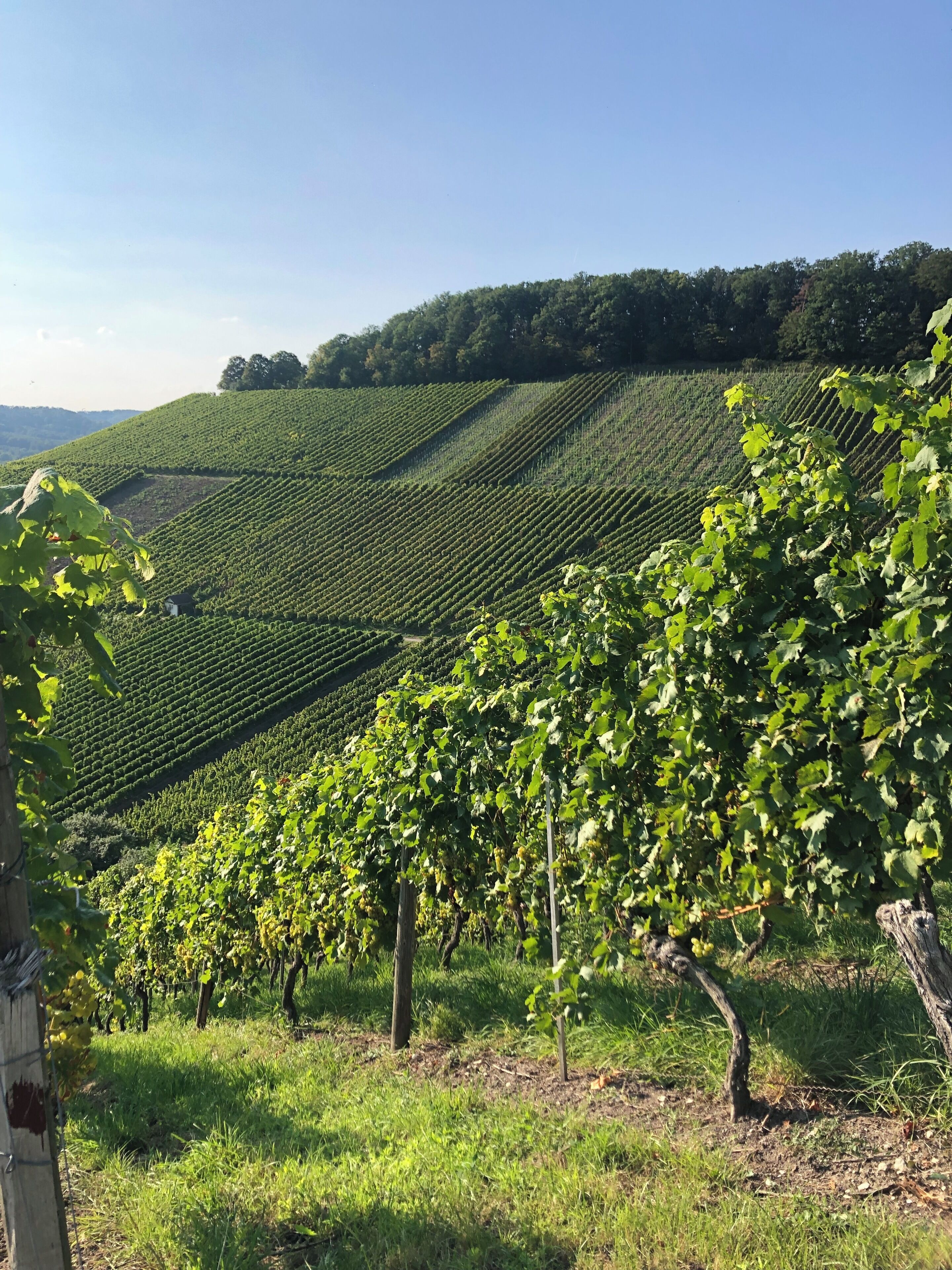 Un vignoble avec des rangées de vignes et un petit bâtiment visible au loin.