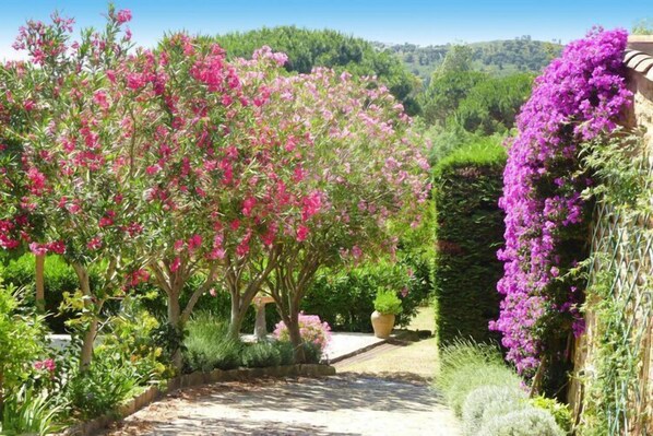 A garden with flowering trees and a pathway.
