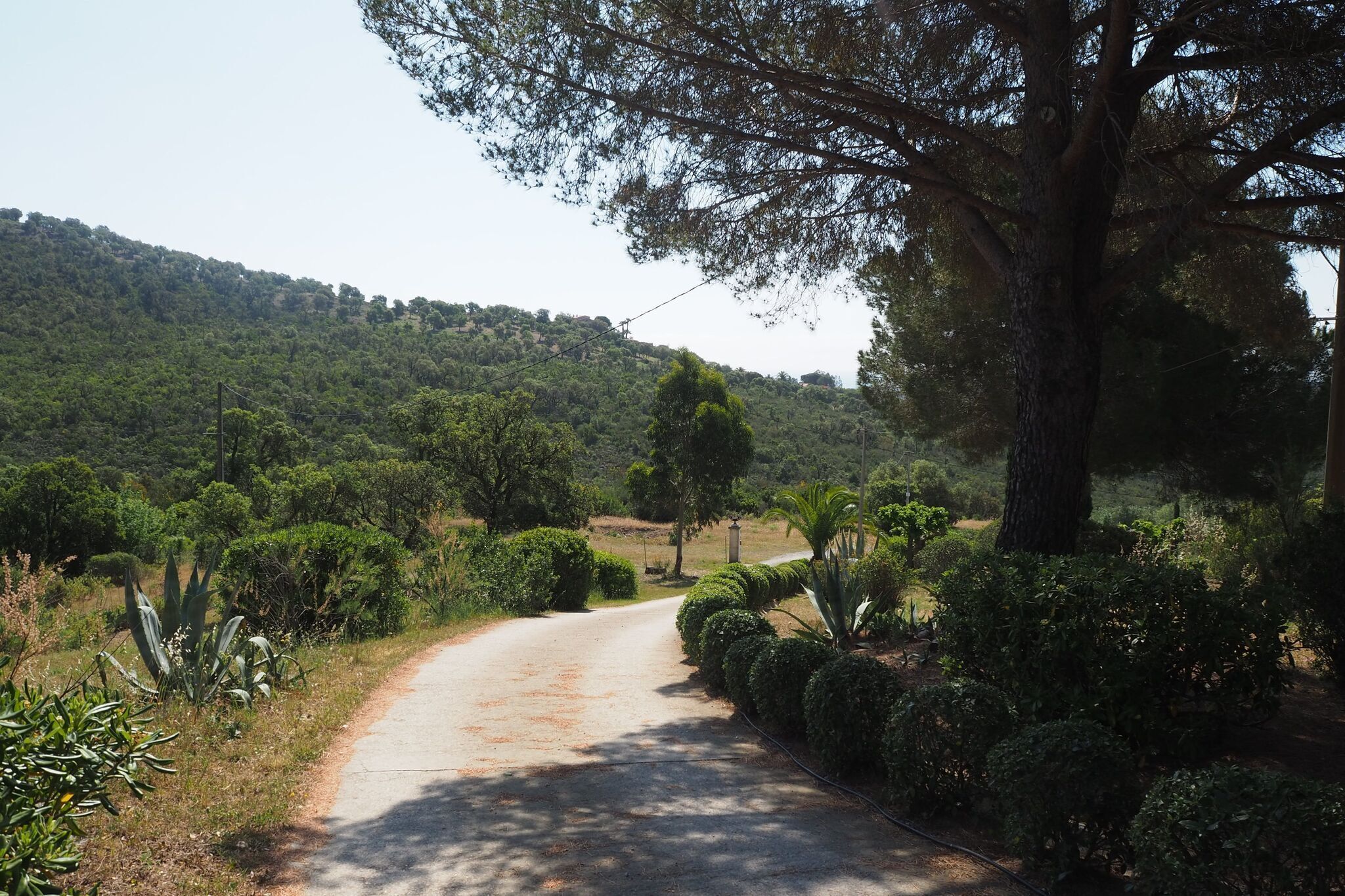 A rural road flanked by neatly trimmed hedges and trees, leading towards a hilly landscape.