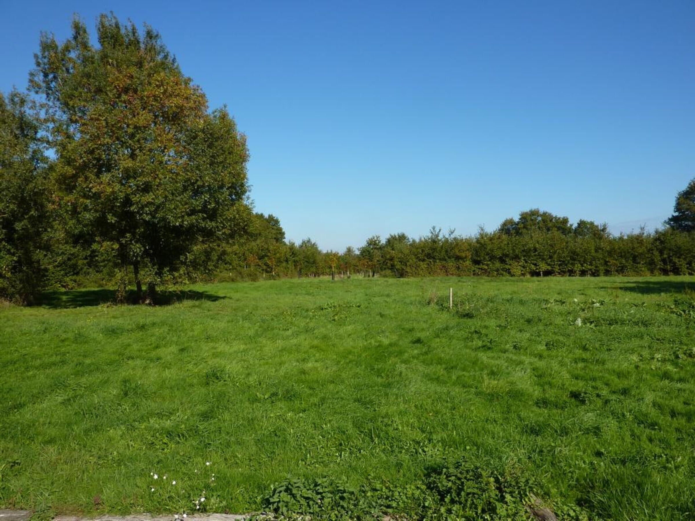 Un campo cubierto de césped con un árbol grande y abundante vegetación al fondo.