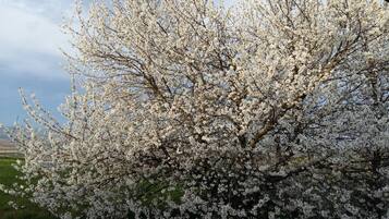 A tree with white blossoms.