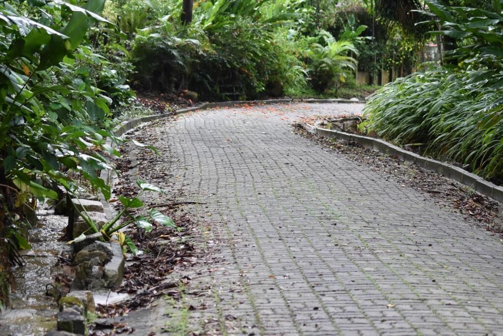 Un sendero pavimentado en un jardín exuberante.