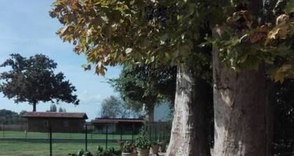 Ca' Musiari Dimora storica dal 1847