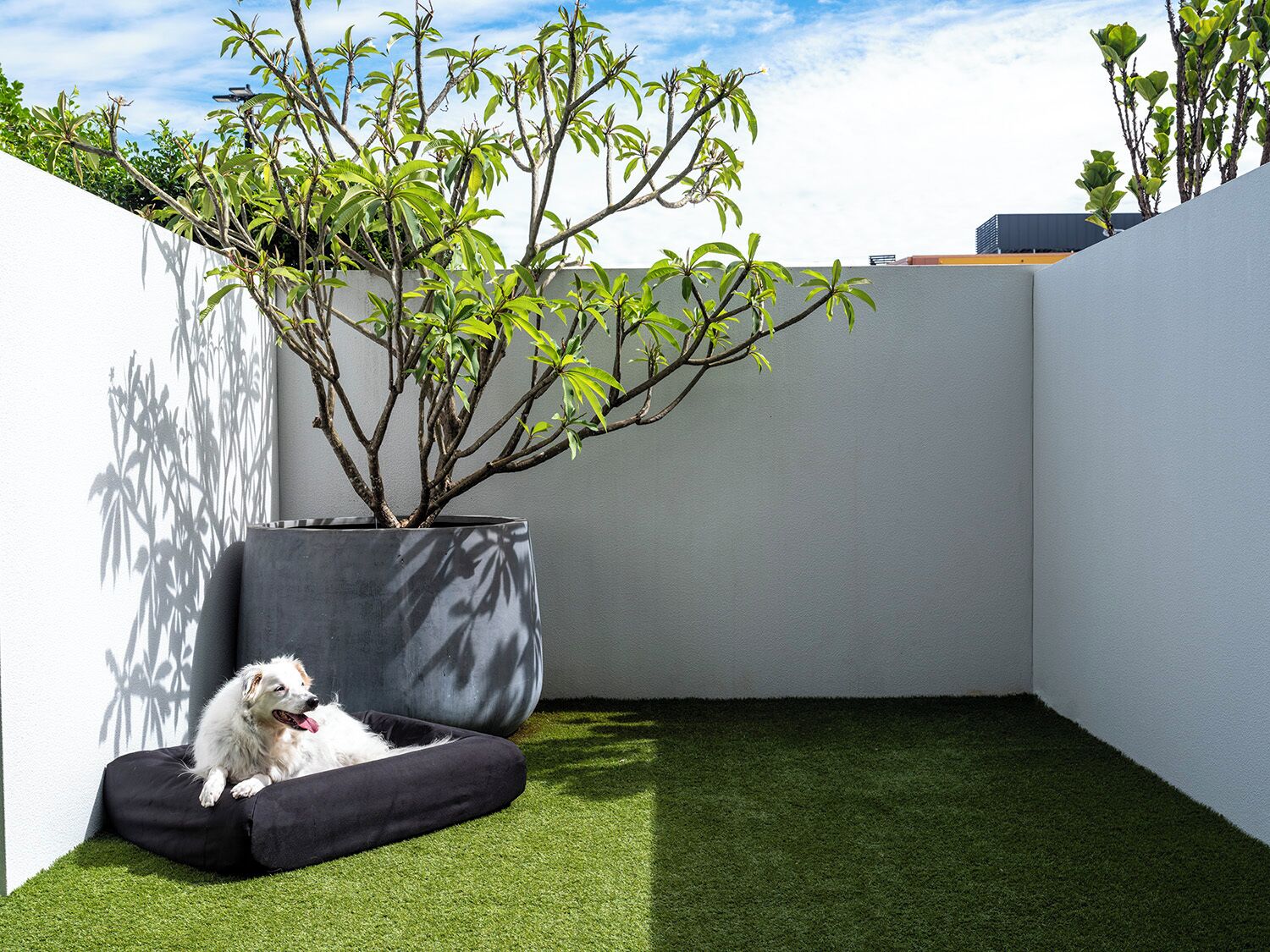 Un pequeño espacio exterior cerrado con césped artificial, una cama para perro negra y una planta en maceta.