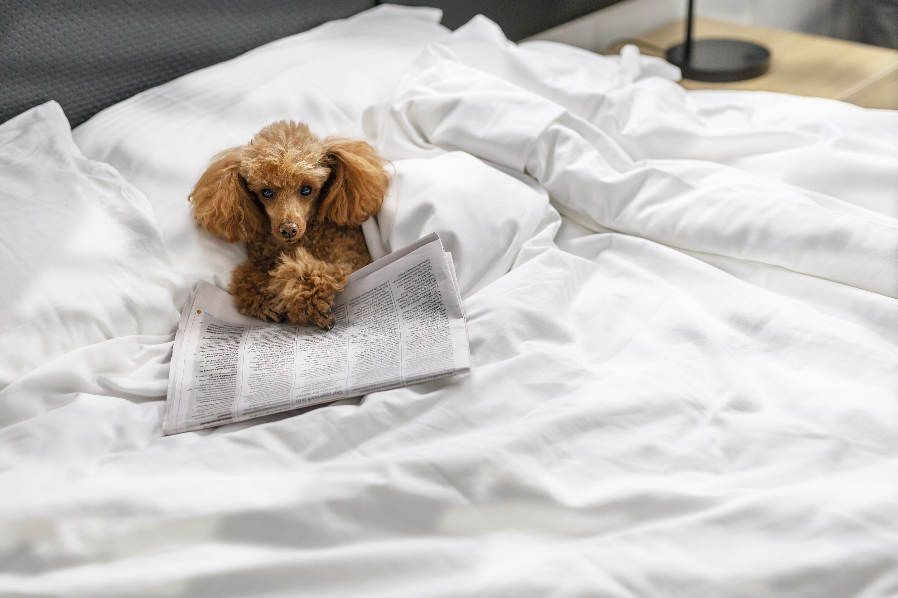 Quest Robina — image 27