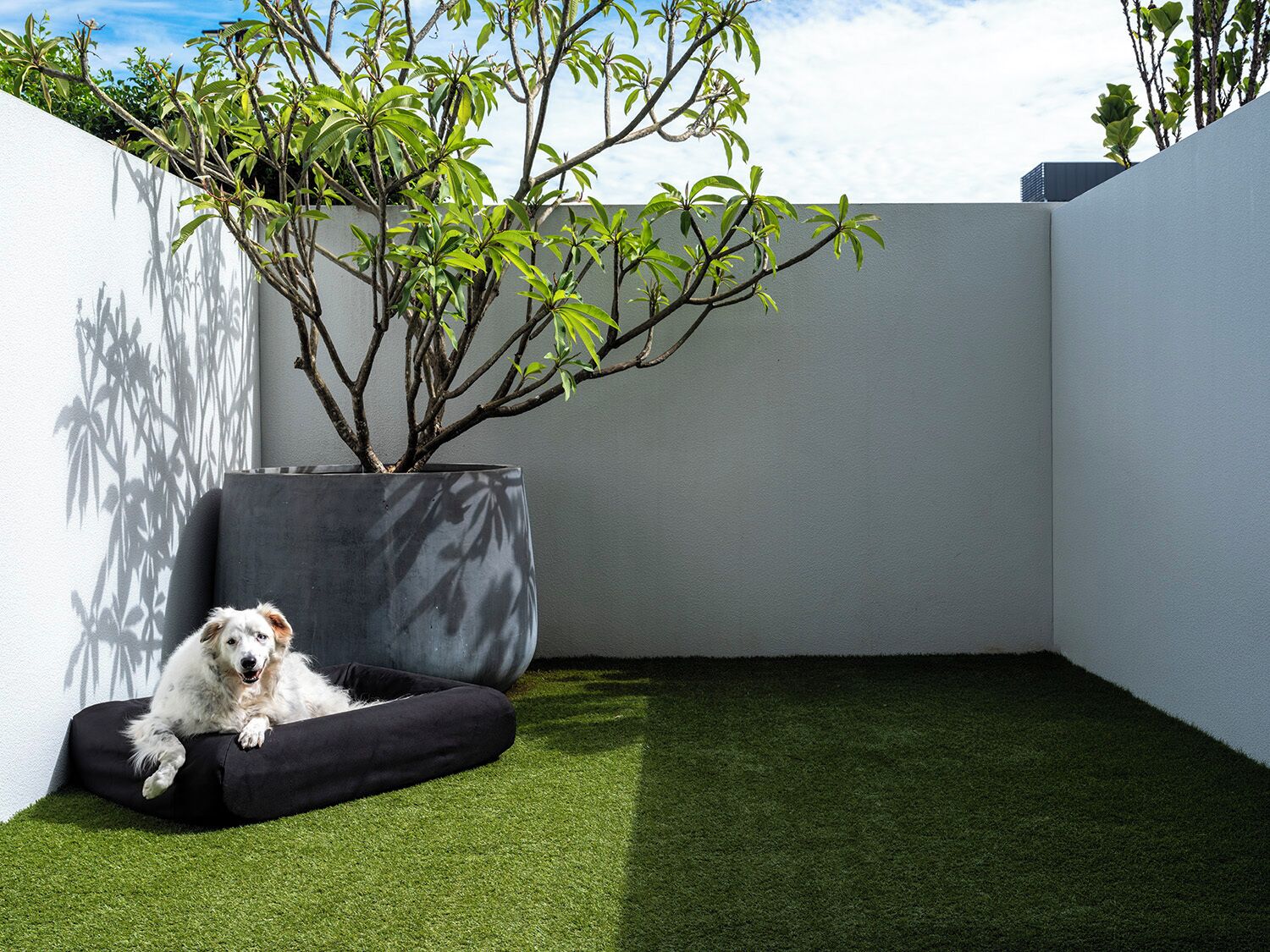 Een hond rust uit in een zwart huisdiervolledig bed naast een grote potplant in een moderne buitenruimte met kunstgras.