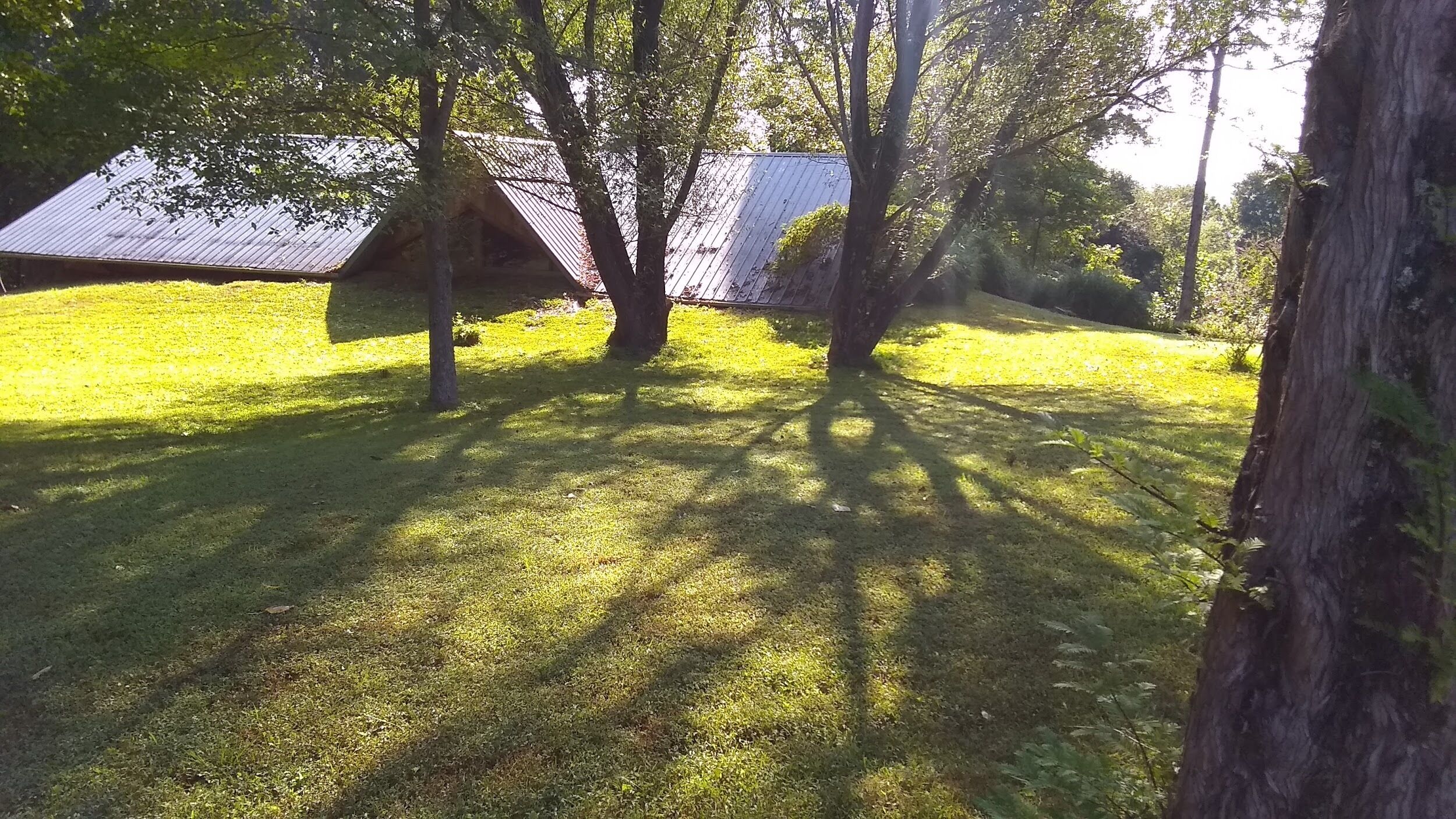 Une zone herbeuse avec des arbres et un bâtiment doté d’un toit en métal.