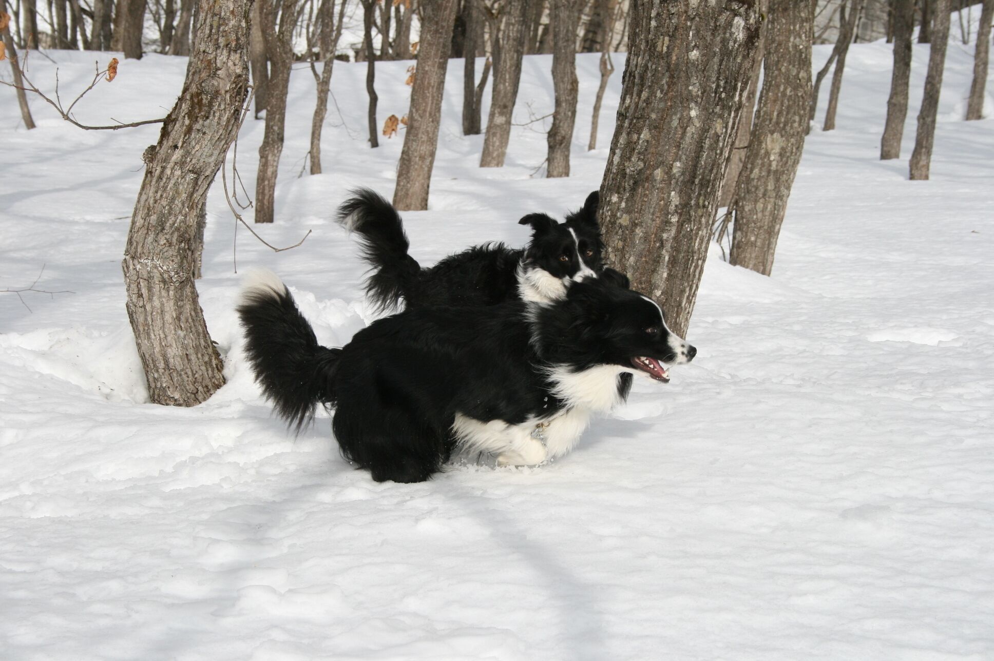 Ein schwarz-weißer Hund in einem verschneiten Wald.