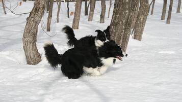 Ein schwarz-weißer Hund in einem verschneiten Wald.