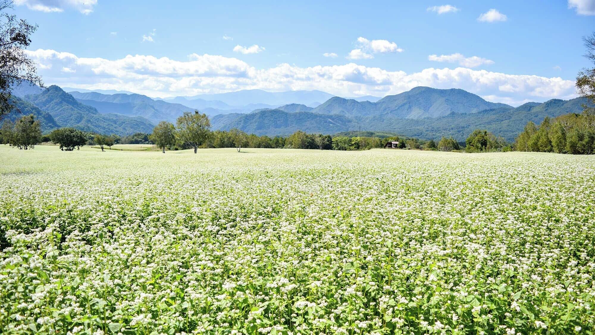 Un campo de flores blancas con montañas al fondo.