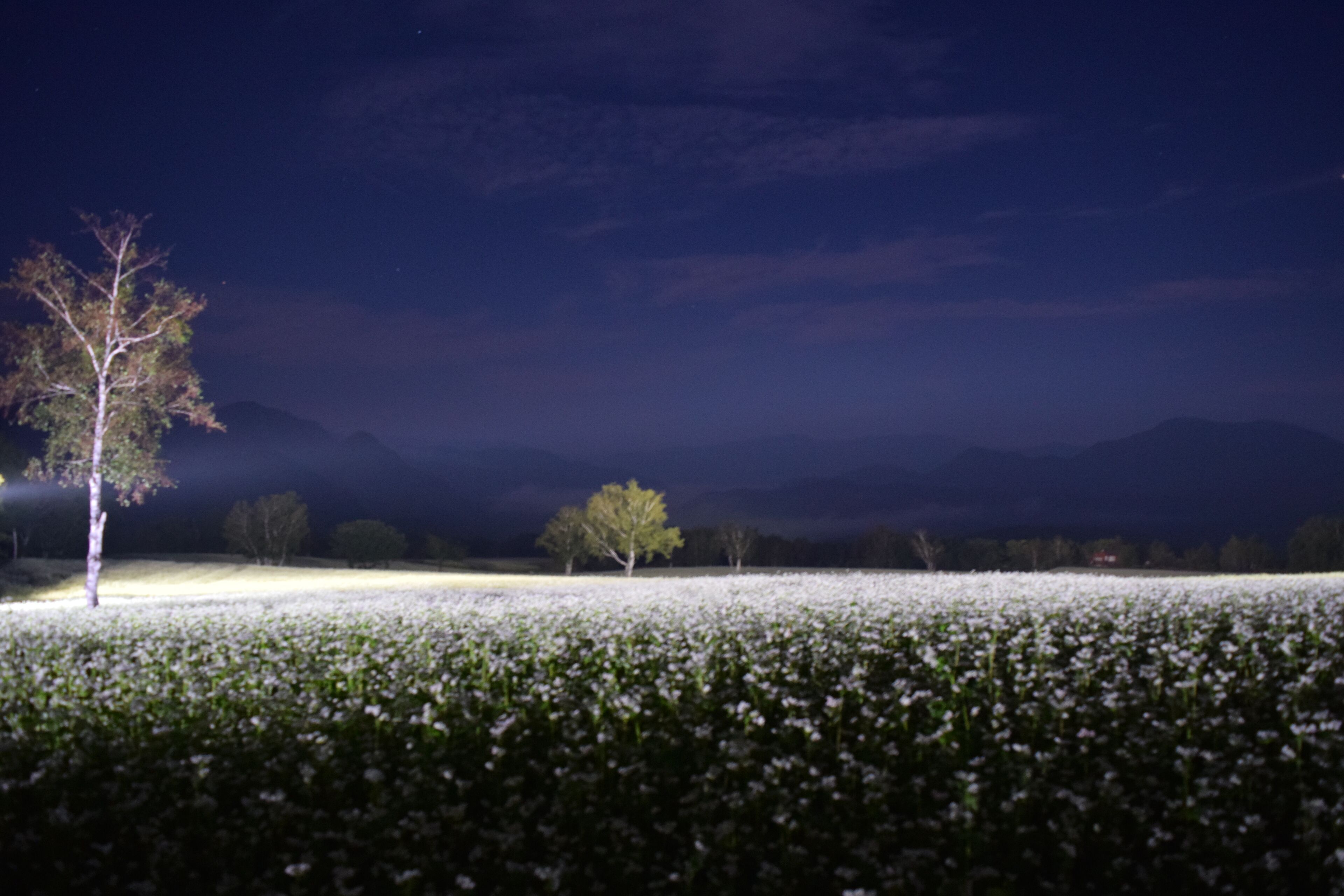 A field of white flowers at night with a tree in the foreground and mountains in the background.