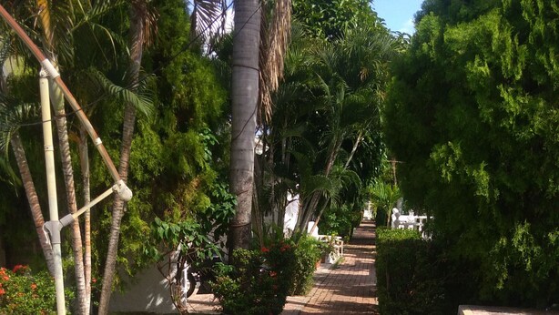 A paved pathway leading to a building entrance, surrounded by lush greenery and palm trees.