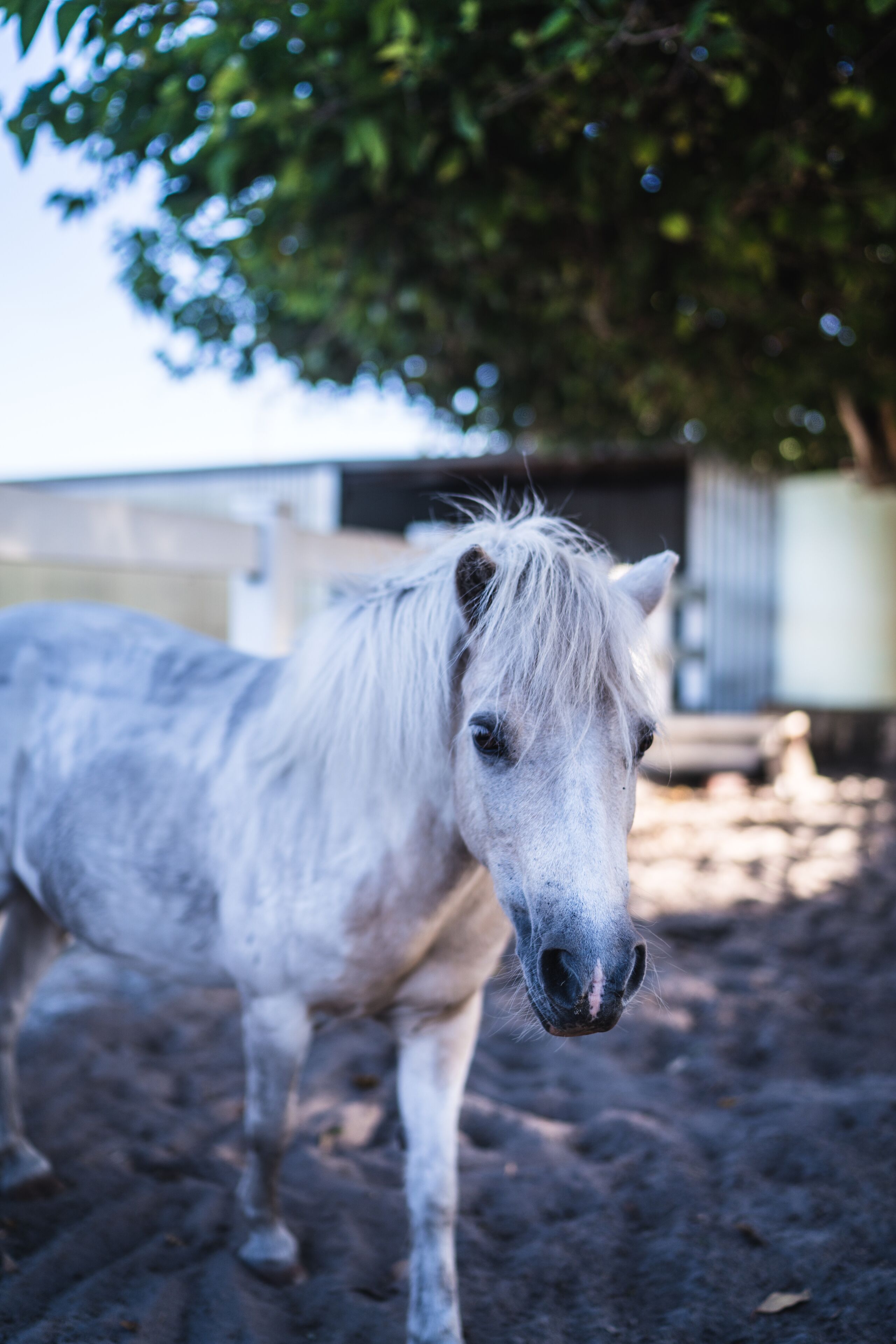 Harmony Acres Homestead set on 5 acres offers the best of both worlds — image 10