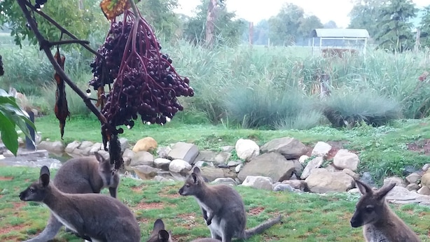 A group of kangaroos in a grassy outdoor area with rocks and plants. - Steigmatt Bauernhof - Erlebnis (Oberriet)