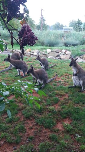 Steigmatt Bauernhof - Erlebnis