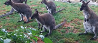 ซไตก์มัตต์ เบาเอิร์นโฮฟ - แอร์เลบนิส