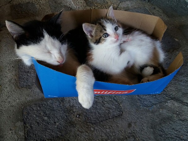 Dos gatitos dentro de una caja de cartón azul.