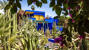 Un jardín de cactus con un edificio azul al fondo.