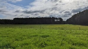 A grassy field with a fence in the foreground and a forested hill in the background.