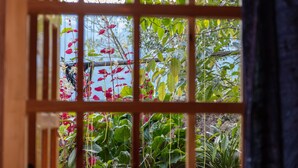 A wooden window with a grid pattern, through which various plants and greenery are visible. - Zizi Homestay and Trekking - Hostel (Ta Van)