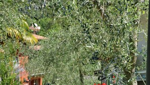 A paved pathway lined with potted plants and flowers, leading to a building with a red roof. - Hotel Baitone (Malcesine)