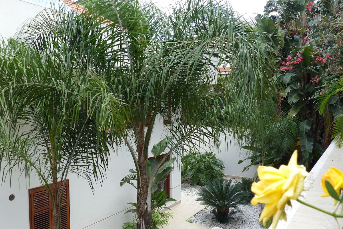 A courtyard with a palm tree, a potted plant, and a white table and chairs.