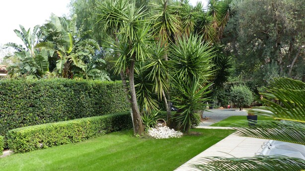 A well-maintained garden with manicured lawns, a variety of trees including palm trees, and a paved walkway. - Le Stanze dellArte (Palermo)
