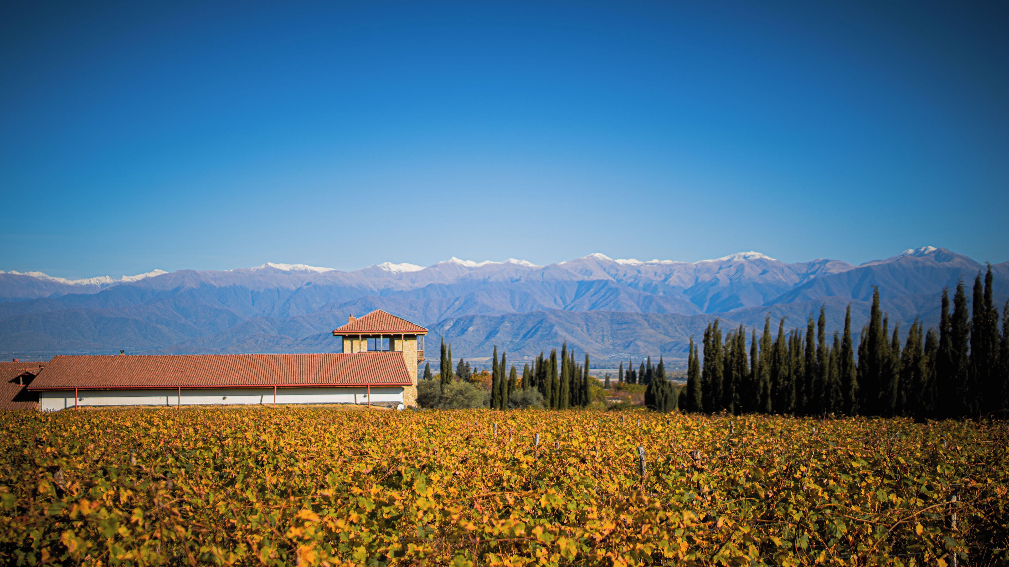 A vineyard with a building featuring a red roof and a tower, set against a backdrop of snow-capped mountains.
