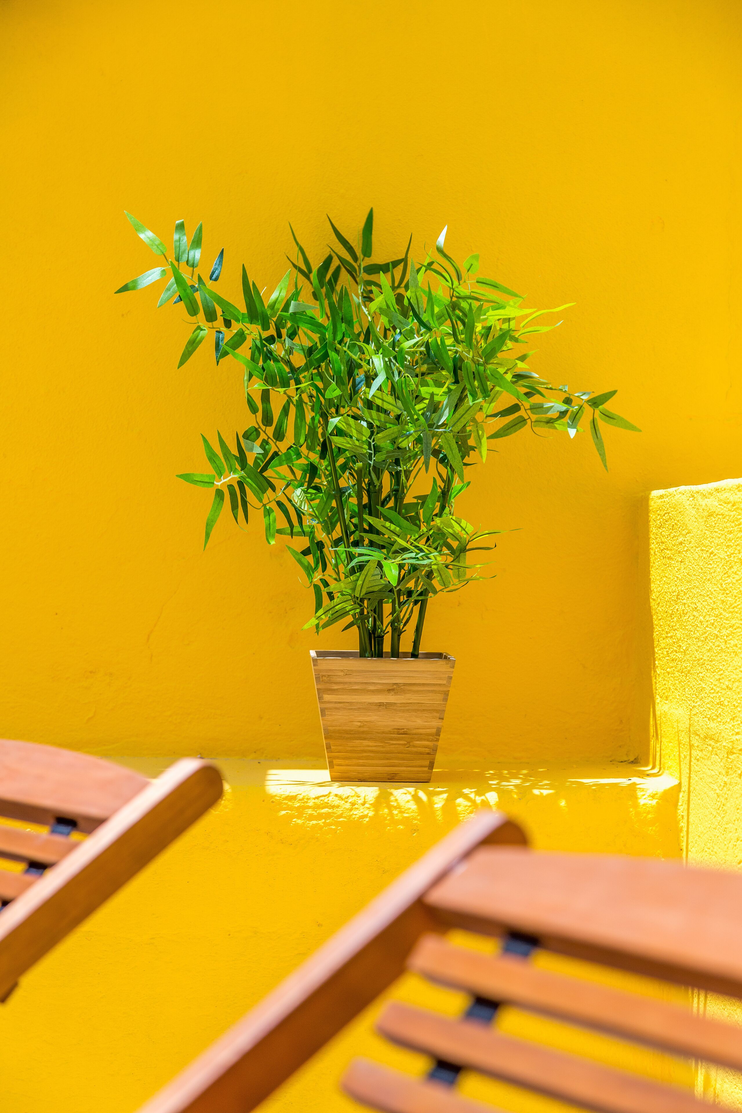 Un plant de bambou en pot, posé sur une table en bois, devant un mur jaune.
