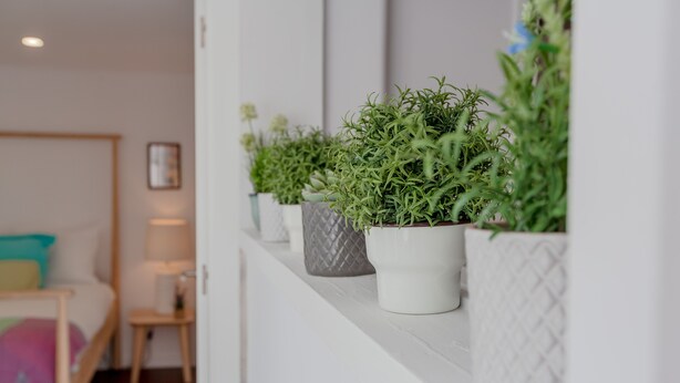 A white wall with a row of potted plants on a shelf. - Sunny Apartment with Patio, By TimeCooler (Lisbon)