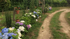 Un jardín con un sendero de tierra, plantas en macetas y una pérgola de madera.
