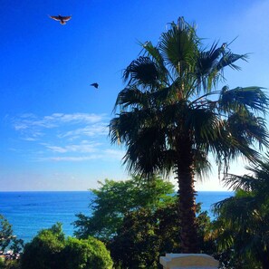 Escape to a tranquil coastal haven with a palm tree-lined beach at your doorstep.