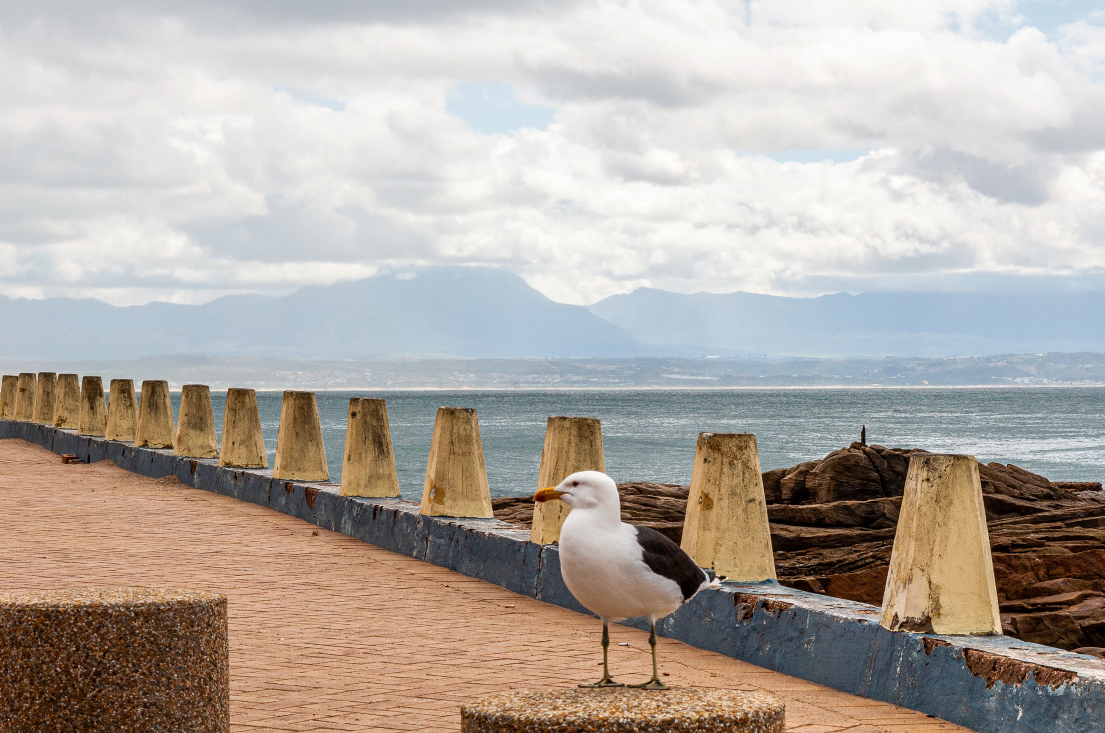 A seagull standing on a concrete ledge by the sea with a rocky shoreline and mountains in the background.