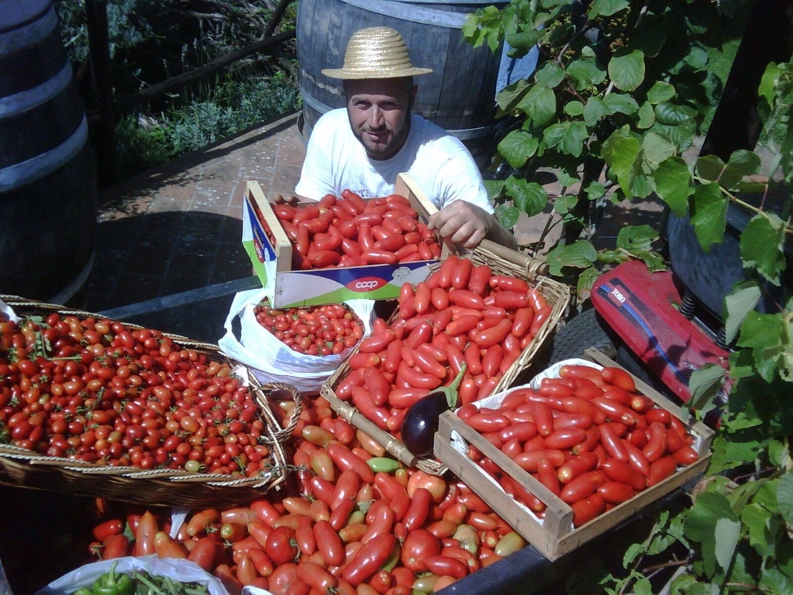 A vendor selling various types of tomatoes and peppers at an outdoor market.