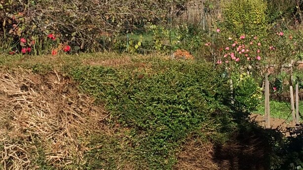 A rural landscape with a stone building, dense vegetation, and a variety of flowering plants. - Picturesque village,  2 amazing restaurants, creperie and shops a few steps away (Daglan)