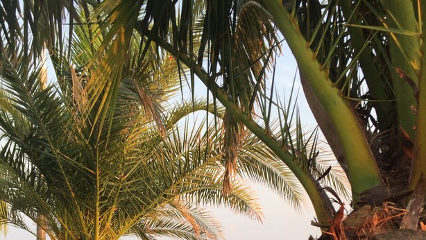 A garden with a palm tree, red flowers, and a view of the sea. - Direct lake with large south-west balcony (new building 2019) (Überlingen)