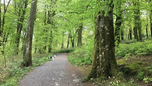 Un sentier forestier bordé d’arbres, avec un chien.