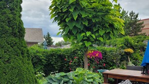 A patio area with a seating arrangement, potted plants, and a large tree. - Luxury home backyard paradise, salt water pool heated May to Oct. . 3bdrm 2 bath (Lindsay)