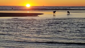 Eine Strandansicht mit untergehender Sonne über dem Meer, sanft anschwellenden Wellen und den Silhouetten zweier Hunde.