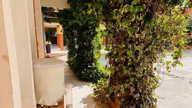 A covered outdoor seating area with a table and chairs, a potted plant, and a wall with climbing ivy. - Hotel Real Classic Inn (Salcajá)