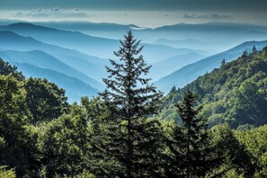 Eine Berglandschaft mit einem markanten Nadelbaum im Vordergrund und einer Reihe von Hügeln im Hintergrund.