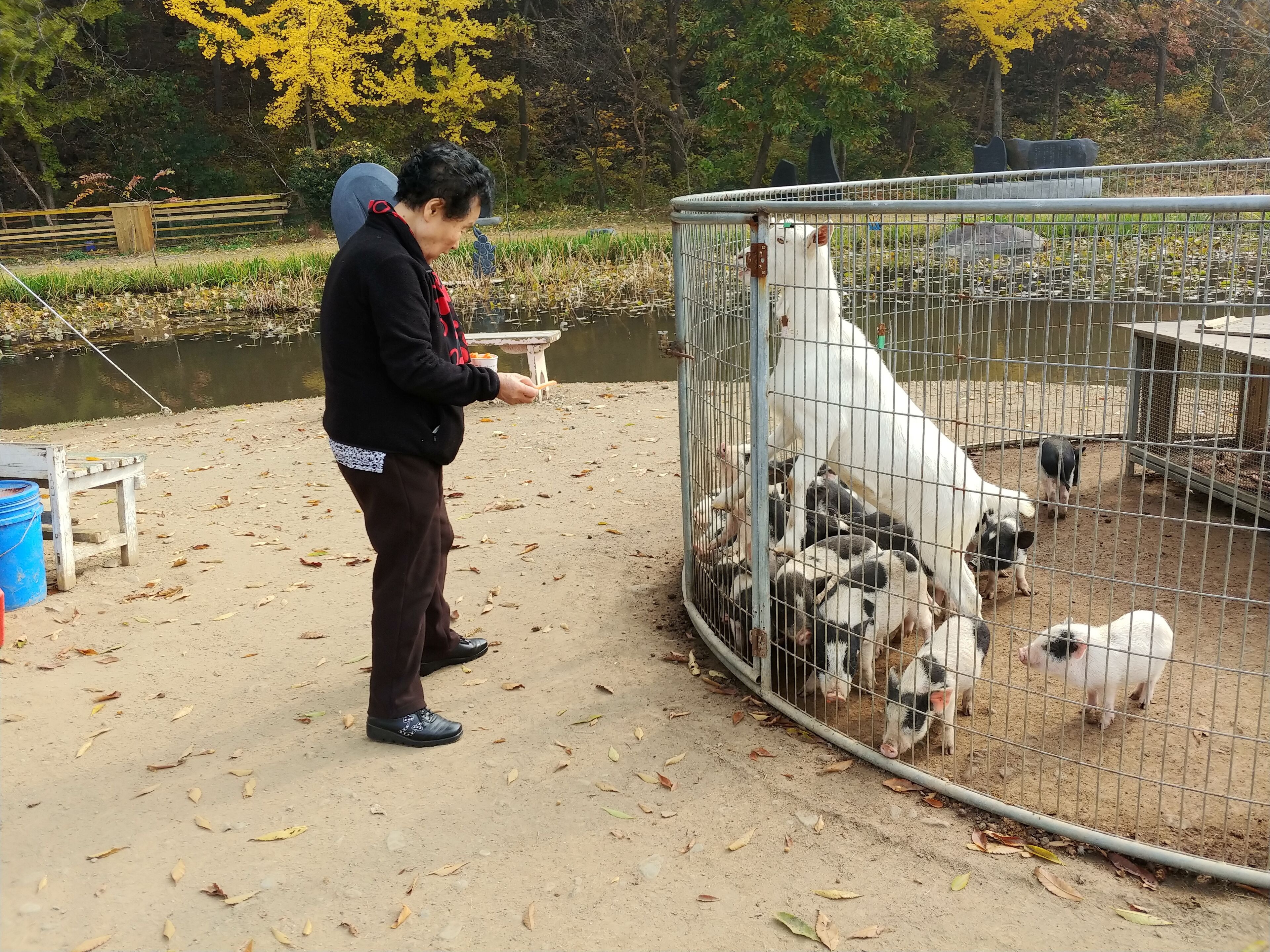A person standing by a fenced area with pigs.