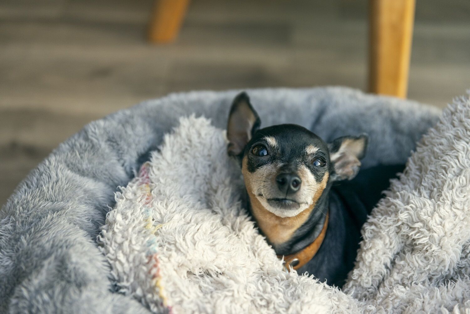 Pet-friendly