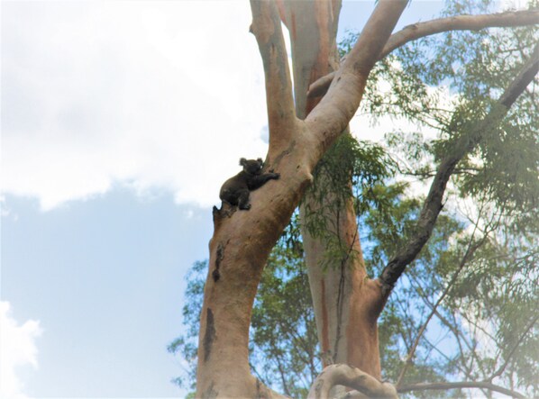 Un koala aferrado a una rama de árbol.